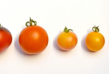 Pomidor pomidorowi nierówny – rodzaje pomidorów wykorzystywanych we włoskim menu
